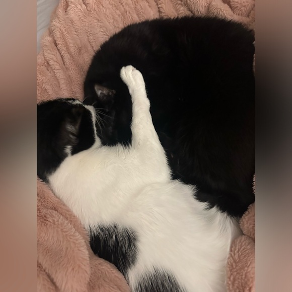 Meet your Posher, Kimberly - Picture 6 of 13